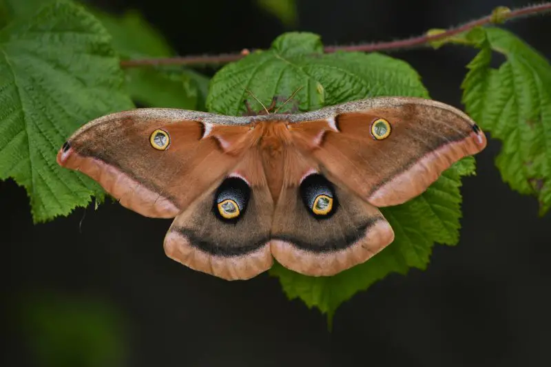 Moths in Colorado