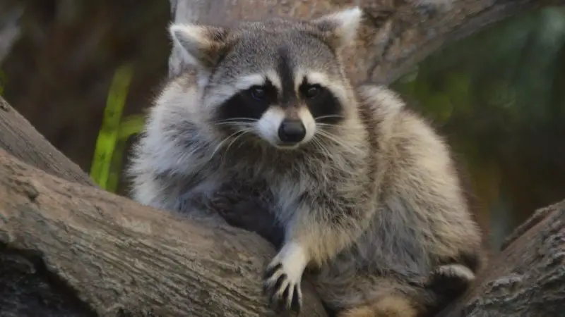 Raccoons in South Carolina