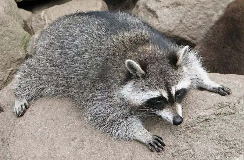 Raccoons in South Carolina