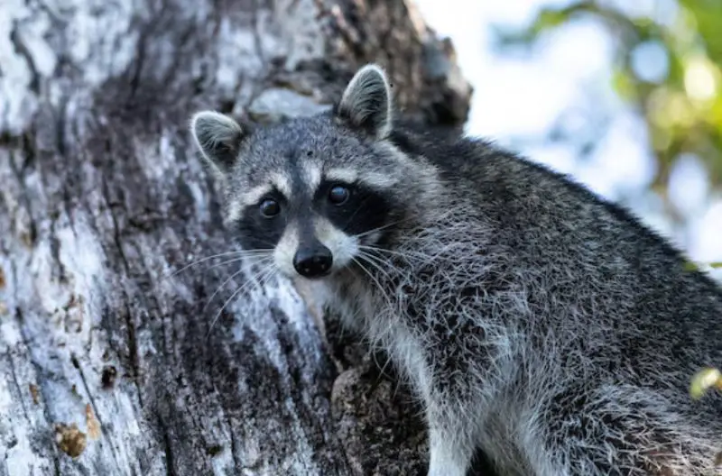 Raccoons in South Carolina