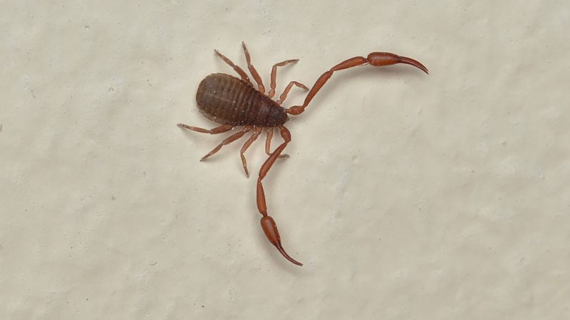 Scorpions in Oregon