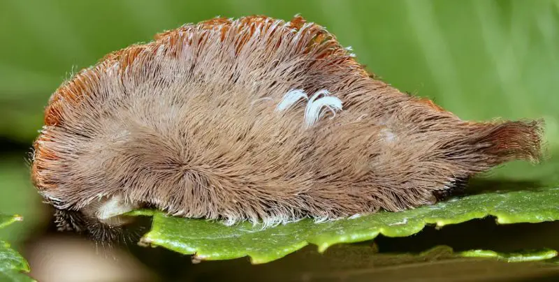 Poisonous Caterpillars in Florida