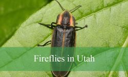 15 Types of Fireflies in Utah (With Pictures and Identification)