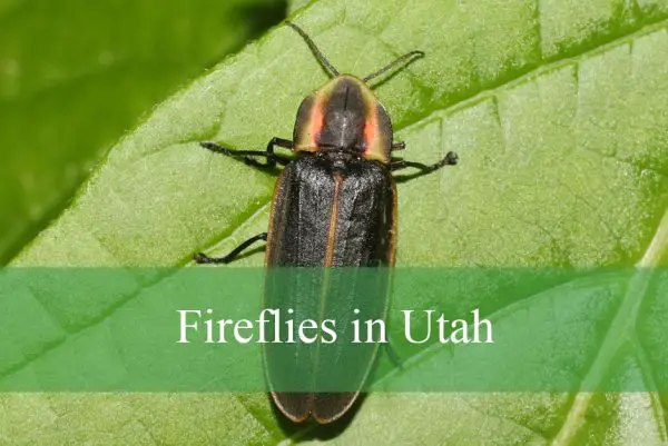 Fireflies in Utah