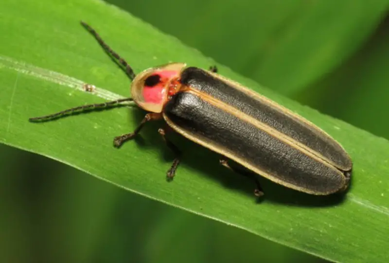 Fireflies in Utah