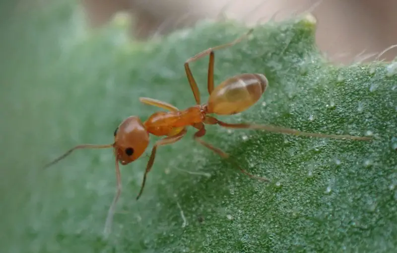 Biting Ants in Tennessee