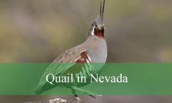 3 Types of Quail in Nevada (With Pictures and Identification)