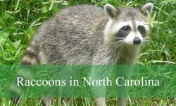 Raccoons in North Carolina: Species, Subspecies, and ID Guide