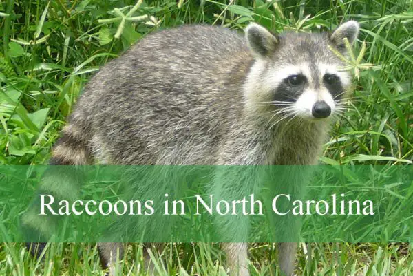 Raccoons in North Carolina