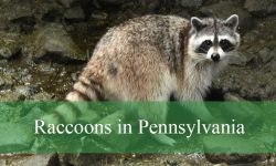 Raccoons in Pennsylvania Guide to Habitats and Behavior