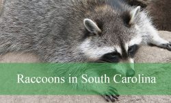 Raccoons in South Carolina: Identification Guide to 3 Subspecies