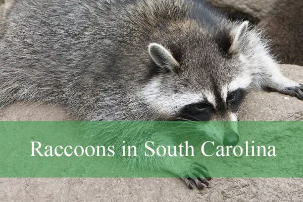 Raccoons in South Carolina
