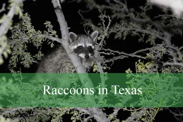 Raccoons in Texas