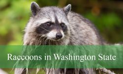 2 Types of Raccoons in Washington State (Pictures and ID Guide)