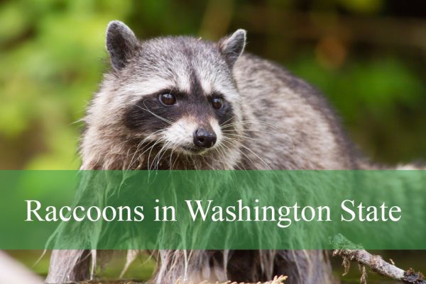 Raccoons in Washington State