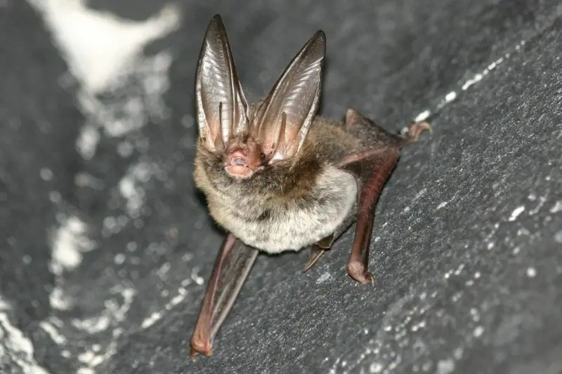 Bats in New Hampshire