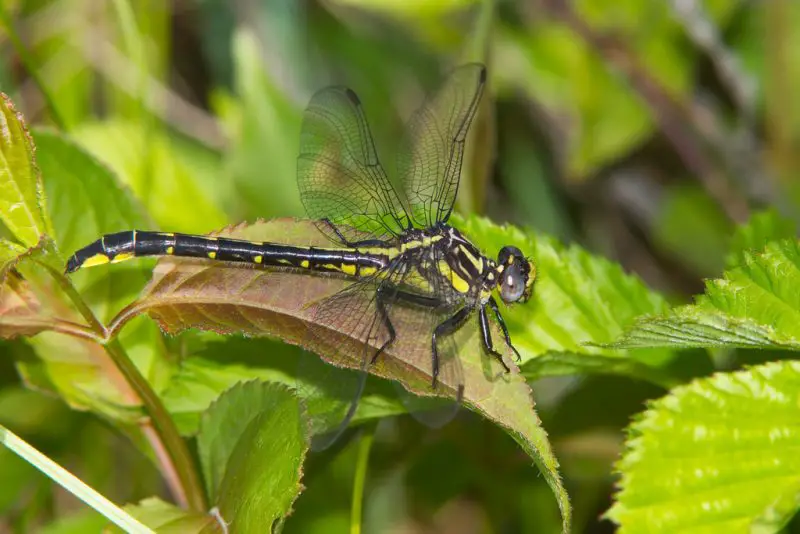 Dragonflies in Illinois