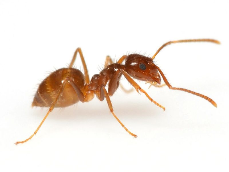 Biting Ants in Texas