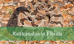 3 Types of Rattlesnakes in Florida (With Pictures and Identification)