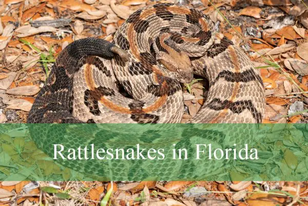 Rattlesnakes in Florida