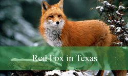 Mysteries of the Red Fox in Texas: What Few People Know