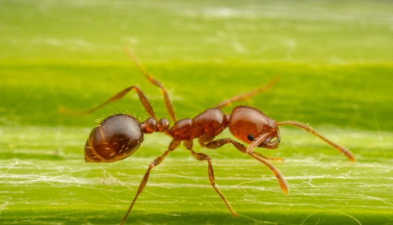 Invasive Insects in California