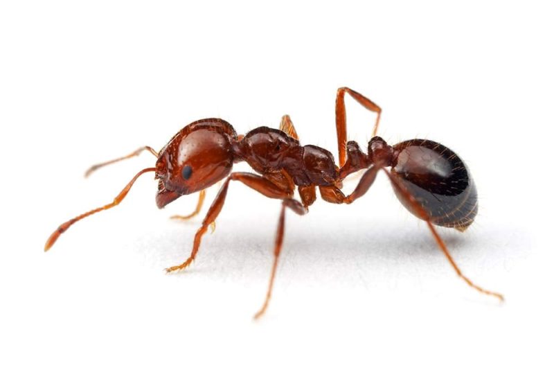 Biting Ants in North Carolina