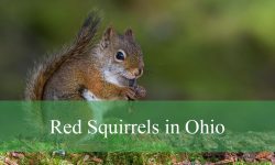 Discover Fascinating Facts About Red Squirrels in Ohio