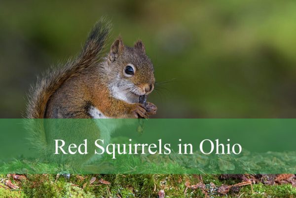 Red Squirrels in Ohio