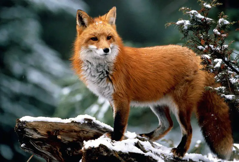 Red Fox in Texas