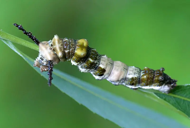Caterpillars in Minnesota