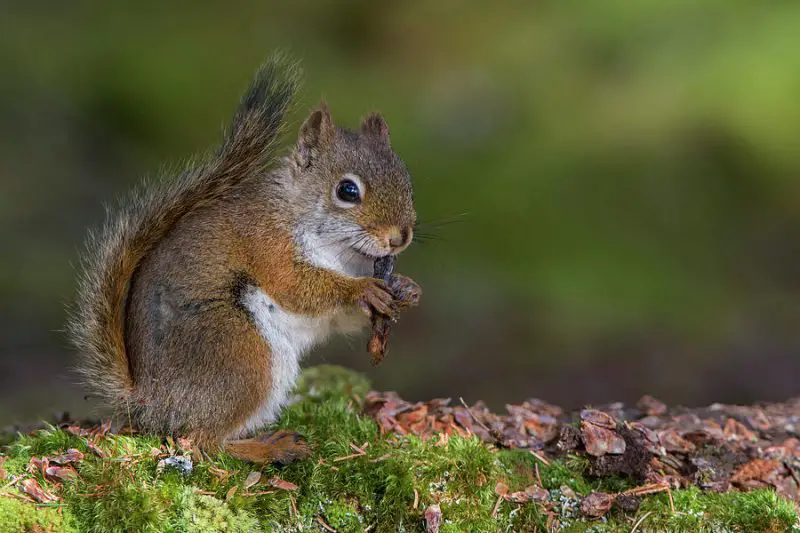 Red Squirrels in Ohio