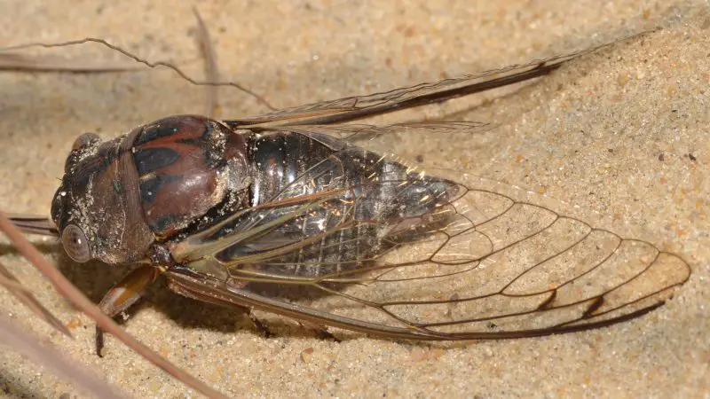 Cicadas in Florida