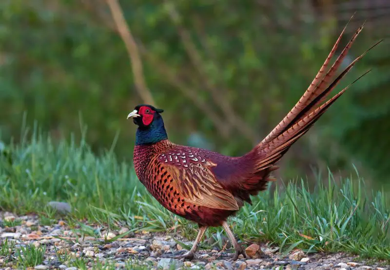 Wild Pheasants in Ohio