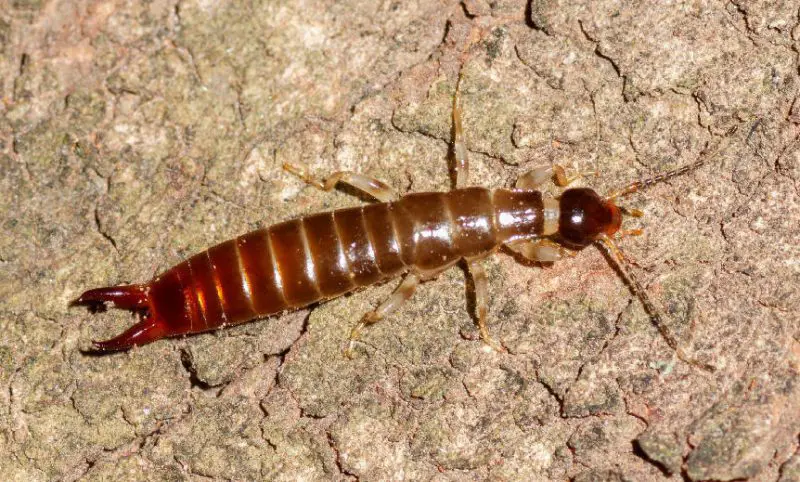 Earwigs in Florida