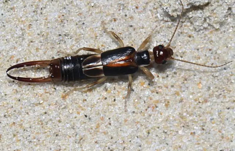 Earwigs in Florida