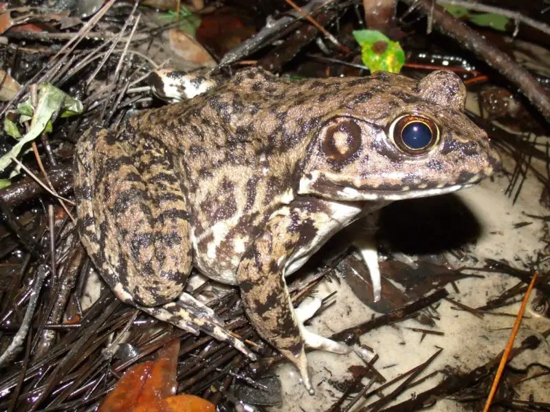 frogs in Georgia