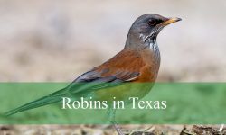 3 Types of Robins in Texas (With Pictures and Identification)