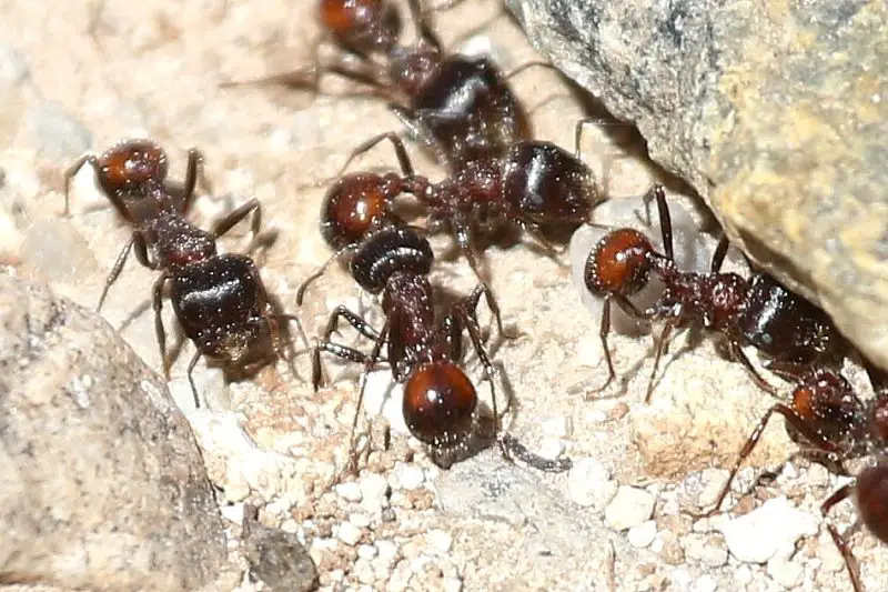 Types of Ants in California
