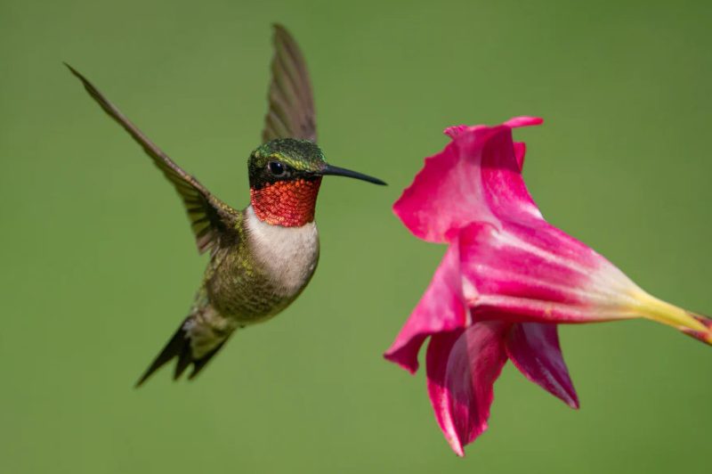 Hummingbirds in Pennsylvania