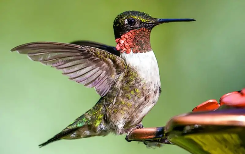 Hummingbirds in South Dakota