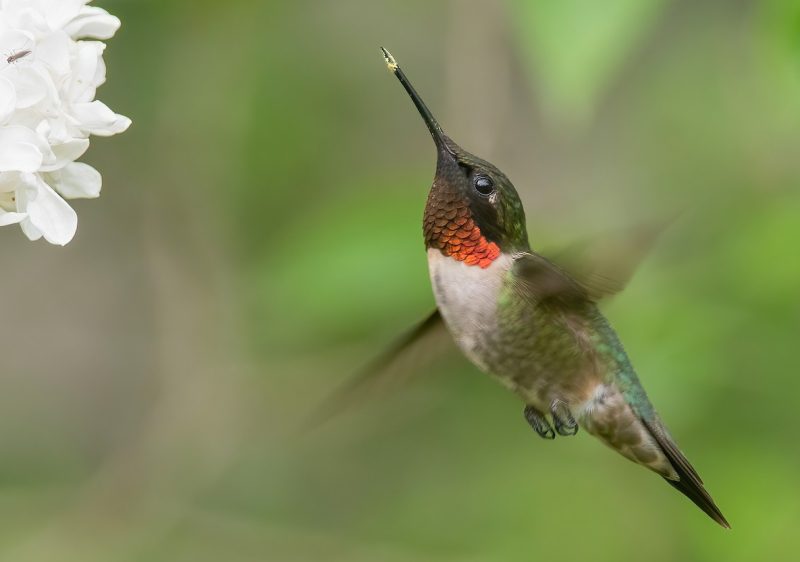 Hummingbirds in West Virginia