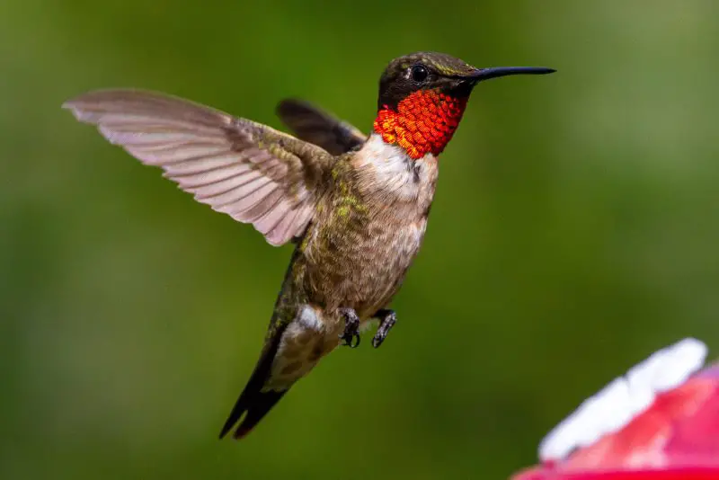 Hummingbirds in North Dakota