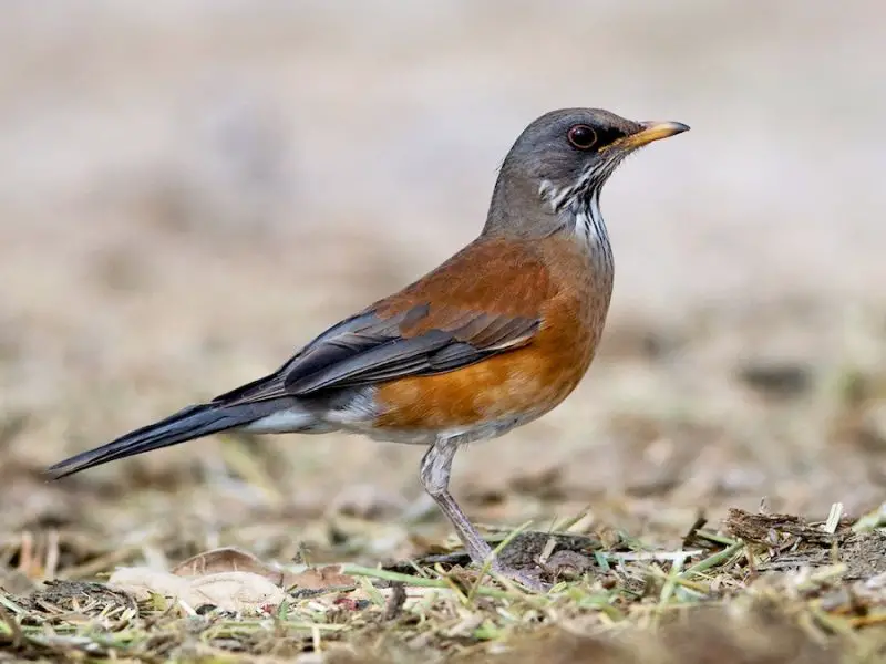 Robins in Texas