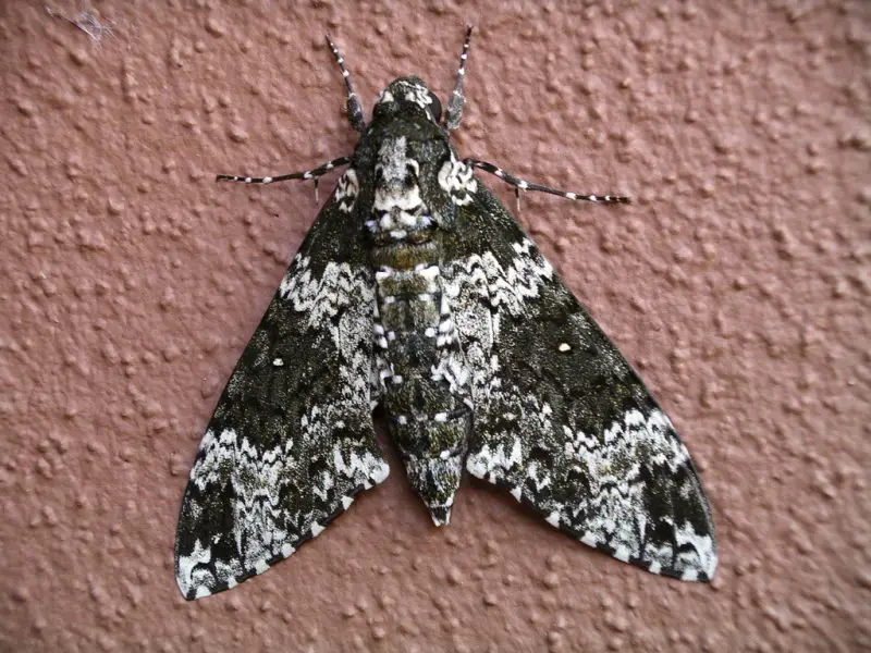 Moths in Colorado