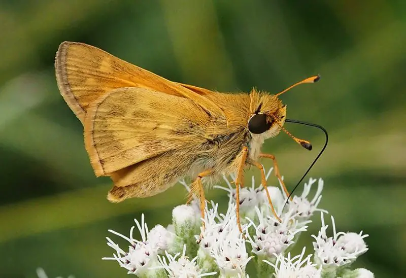 Butterflies in Kansas