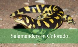 3 Types of Salamanders in Colorado (Pictures and Identification)