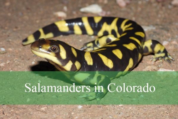Salamanders in Colorado