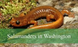 14 Salamanders in Washington (With Pictures and Identification)