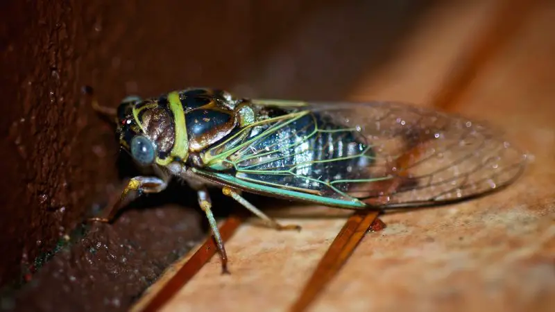 Cicadas in Florida